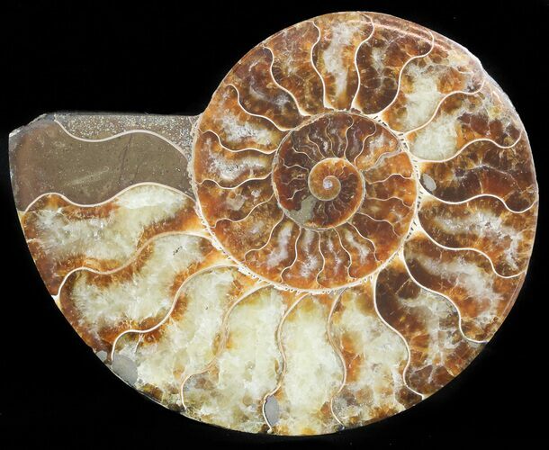 Agatized Ammonite Fossil (Half) #45523